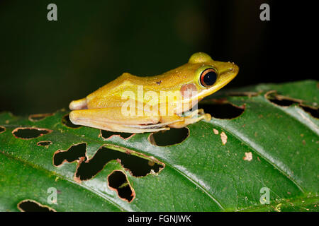 White-lipped frog (Rana chalconota), true frog in the tropical rainforest, by night, Kubah National Park, Sarawak, Borneo Stock Photo