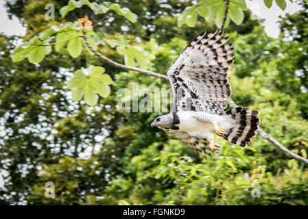 Harpy eagle (Harpia harpyja) in Flight Stock Photo