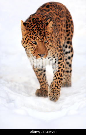 Leopard portrait on snow Stock Photo