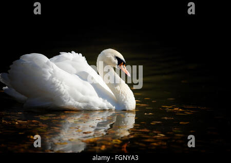 Swan swimming in the lake Stock Photo