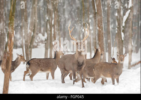 Young deer in winter forest Stock Photo