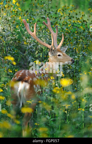 Whitetail Deer standing in summer wood Stock Photo