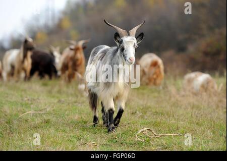 Goat in meadow. Goat herd Stock Photo