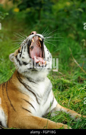 Close-up beautiful tiger in grass Stock Photo