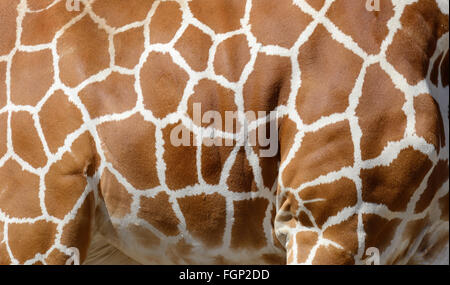 Genuine leather skin of giraffe with light and dark brown spots Stock Photo