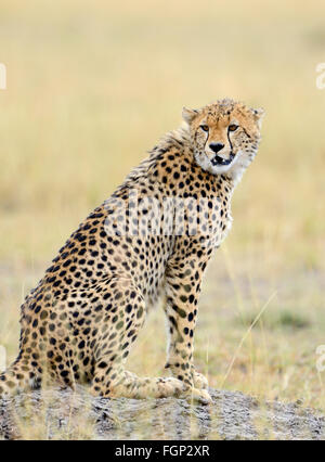 Wild african cheetah, beautiful mammal animal. Africa, Kenya Stock Photo