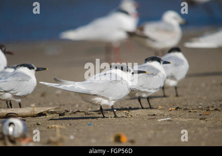 Sandwich terns, Thalasseus sandvicensis, resting on beach, Andalusia, Spain. Stock Photo