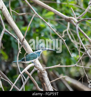 Amazon Kingfisher (Chloroceryle amazona) Stock Photo