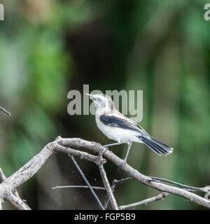 Pied Water-Tyrant (Fluvicola pica), Guyana, South America Stock Photo