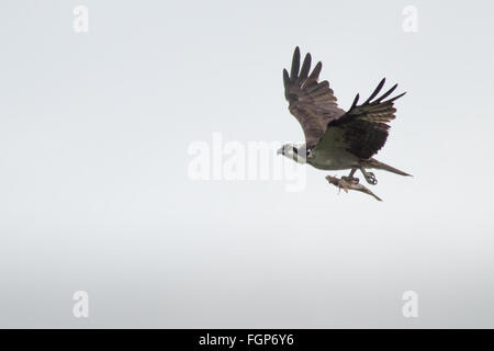 Osprey Pandion haliaetus with fish in flight, Guyana, South America Stock Photo