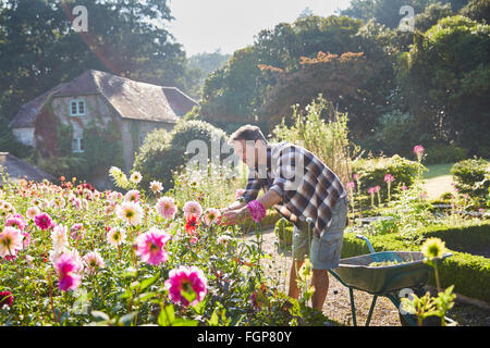 Man pruning flowers in sunny garden Stock Photo