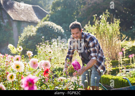 Man pruning flowers in sunny garden Stock Photo