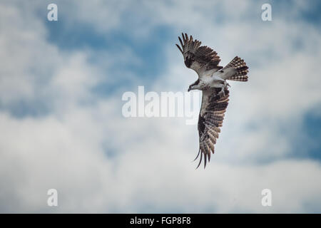 Osprey Pandion haliaetus in flight, Guyana, South America Stock Photo