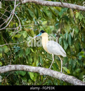 Capped Heron (Pilherodius pileatus) - Guyana South America Stock Photo