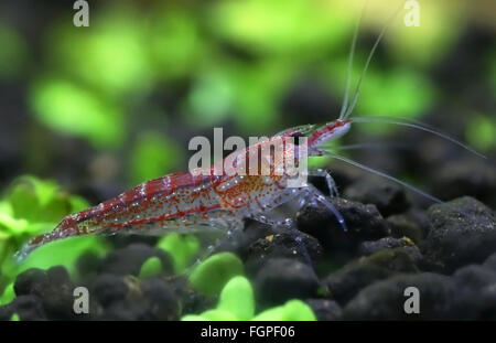 Male cherry shrimp in a planted aquarium Stock Photo