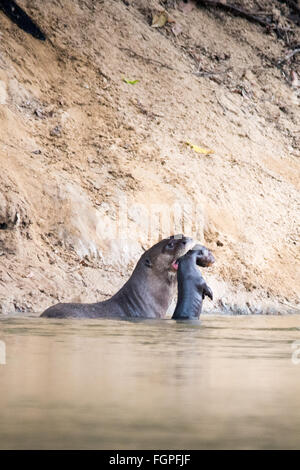 A family of giant otter or giant river otter (Pteronura brasiliensis