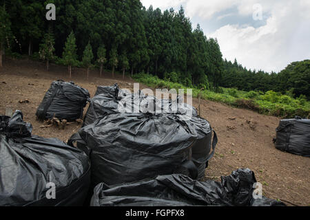 Bags of radioactive waste lay in forest during radioactive decontamination process of Iitate district, Japan. Stock Photo