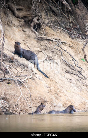A family of giant otter or giant river otter (Pteronura brasiliensis