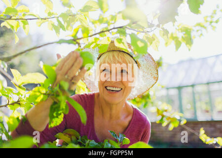 Smiling senior woman picking apple from tree in sunny garden Stock Photo