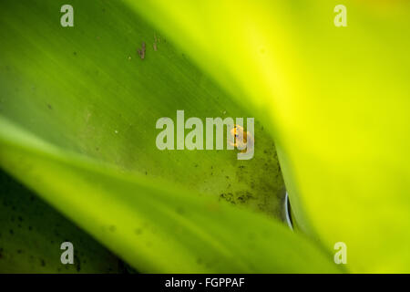 Golden Rocket Frog (Anomaloglossus beebei) in Bromeliad, Guayana, South America Stock Photo