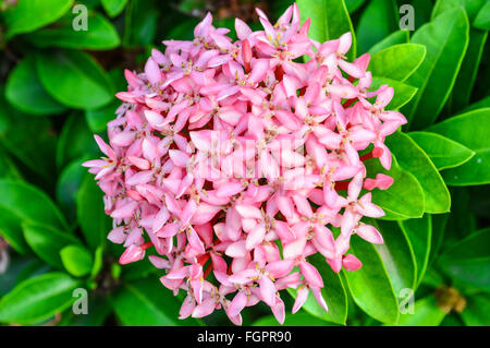 Pink flower Stock Photo