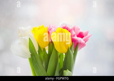 Beautiful pink and purple tulips. A bouquet of flowers for March 8, or Valentine's day Stock Photo