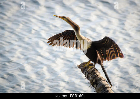 Anhinga (Anhinga anhinga) drying wings, Guyana, South America Stock Photo