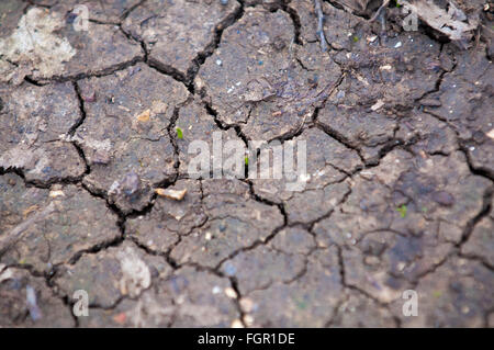 Tiny new plant growing from cracked dry earth in the forest