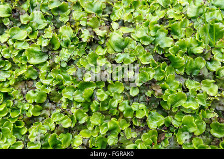 Great Scented Liverwort (Conocephalum conicum) growing on the bank of the river Usk near Llangynidr, Gwent, Wales, UK Stock Photo