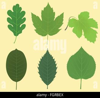 Collection of leaves Stock Vector
