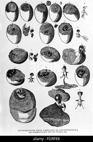 Bird embryo Black and White Stock Photos & Images - Alamy