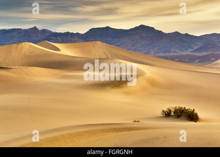 Mesquite Flat sand dunes and Amargosa Range in distance at sunrise in Death Valley National Park, California, USA