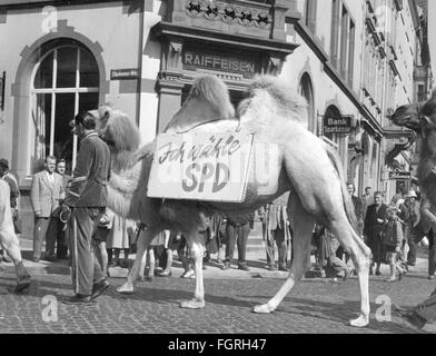 politics, elections, campaign for the Election to the Federal Diet 1957, animals of the circus Krone during the canvassing for the Free Democratic Party (Liberal Democratic Party), Fulda, 1957, camel, camels, Bactrian camel, advertising, Hesse, West Germany, Western Germany, people, spectator, spectators, domestic policy, home policy, 1950s, 50s, 20th century, politics, policy, elections, polls, election campaign, election campaigns, animals, animal, circus, circuses, crown, crowns, parties, political party, historic, historical,bactrian, Additional-Rights-Clearences-Not Available Stock Photo