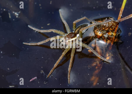 Young Raft Spider (Dolomedes fimbriatus) sitting on the surface of a pond, seemingly waiting for prey. Stock Photo