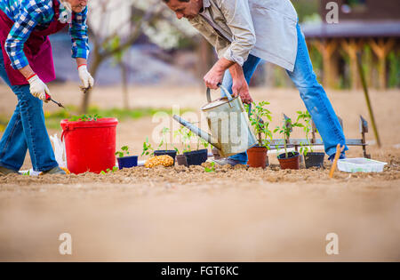 Senior woman and man in garden planting and watering Stock Photo