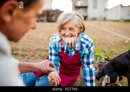 Senior couple planting onions in their garden into soil Stock Photo