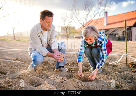 Senior couple in garden planting potatoes into the ground Stock Photo