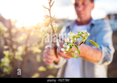 Senior man pruning apple tree in sunny spring garden Stock Photo