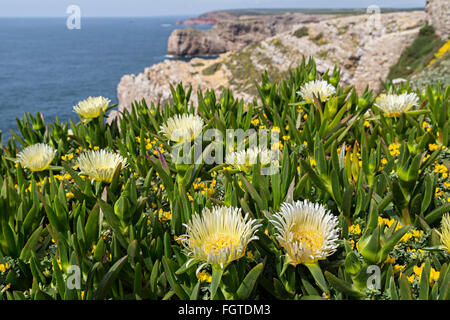 Prickly pear cactus in flower on the sea cliffs at Cabo de Sao Vicente, Cape St Vincent, Algarve, Portugal