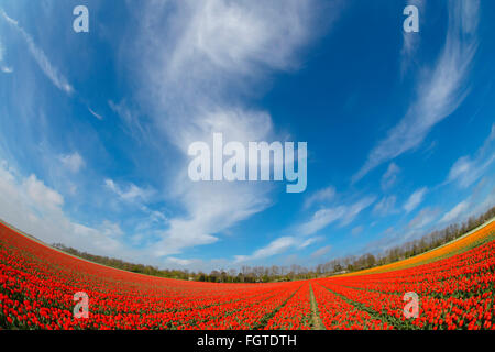 Tulip agricultural field with blue sky and clouds, fish eye, North Holland, Netherlands. Stock Photo