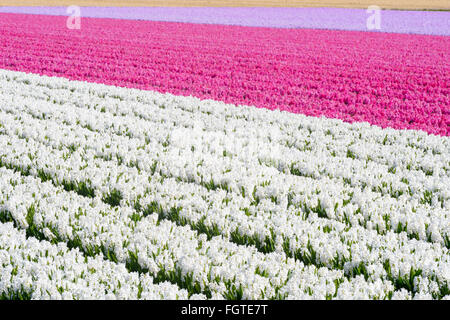 Agricultural field of Hyacinth Flowers, Netherlands, Holland Stock Photo