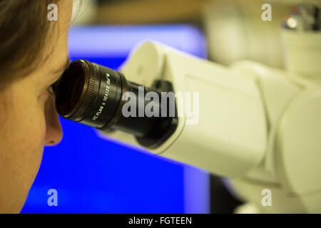 Female laboratory technician looking through a microscope. Stock Photo