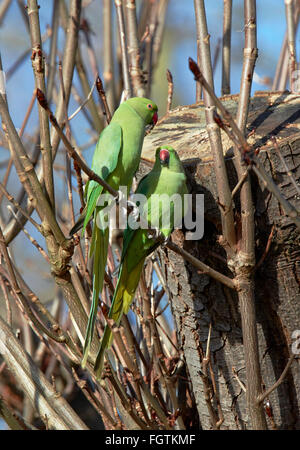 Pair of Ring-necked Parakeets.  Hurst Park, West Molesey, Surrey, England. Stock Photo