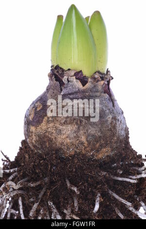 Closeup of hyacinth bulb isolated on white background Stock Photo