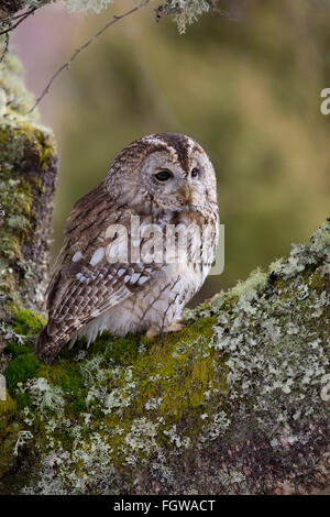 Tawny Owl; Strix aluco; on Tree; Cornwall; UK Stock Photo