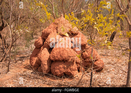 A large termite mound over a metre high are often seen   in the outback in the bush of Broome, a coastal, pearling and tourist t Stock Photo
