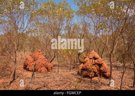 A couple of large termite mounds over a metre high are often seen in the outback in the bush of Broome, a coastal, pearling and Stock Photo