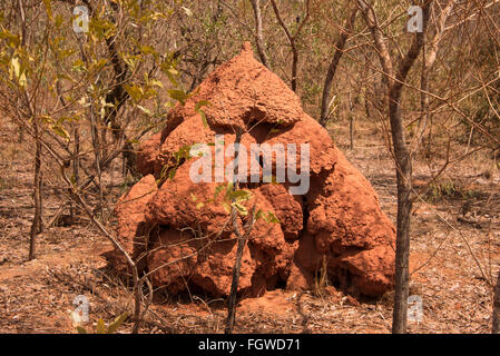 A large termite mound over a metre high are often seen in the outback in the bush of Broome, a coastal, pearling and tourist Stock Photo
