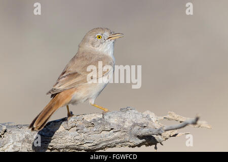 Asian Desert Warbler (Sylvia nana), perched on a branch, Khatmat Milahah, Al Batinah, Oman Stock Photo
