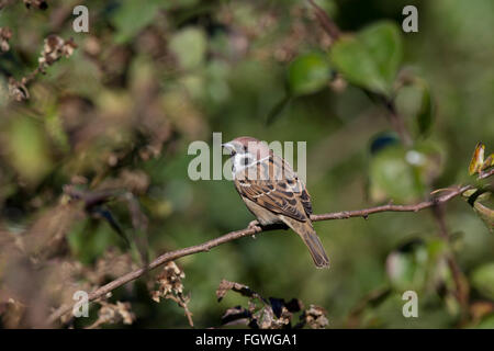Tree Sparrow; Passer montanus Single Yorkshire; UK Stock Photo